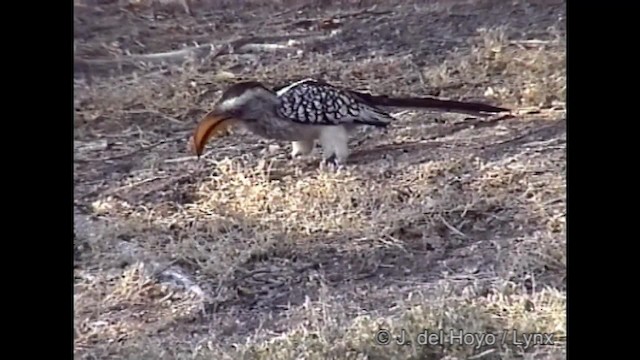 Southern Yellow-billed Hornbill - ML201261931