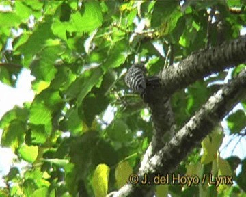 Stripe-breasted Woodpecker - ML201261941