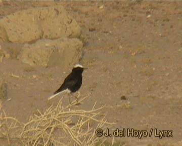 White-crowned Wheatear - ML201261951