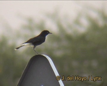 White-crowned Wheatear - ML201261961