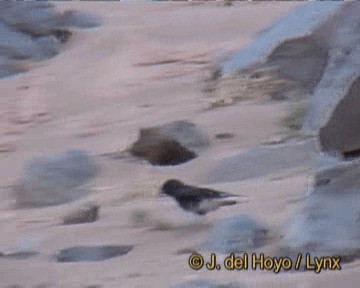 White-crowned Wheatear - ML201261971