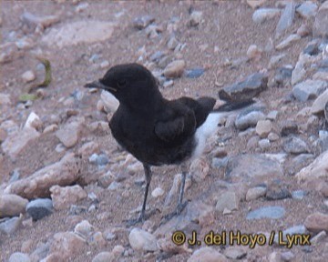 White-crowned Wheatear - ML201261981