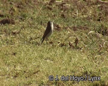 Spot-billed Ground-Tyrant - ML201261991