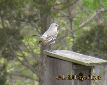 Northern Mockingbird - ML201262001