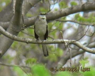 Northern Mockingbird - ML201262011