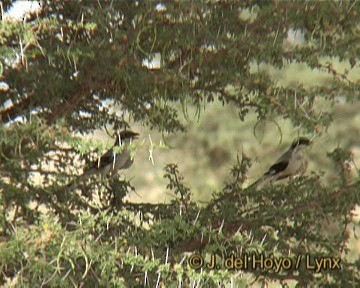 Great Gray Shrike (Sahara) - ML201262101