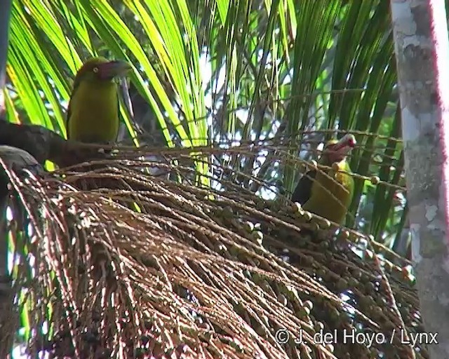 Saffron Toucanet - ML201262111