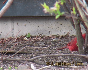 Cardinal rouge (groupe cardinalis) - ML201262121