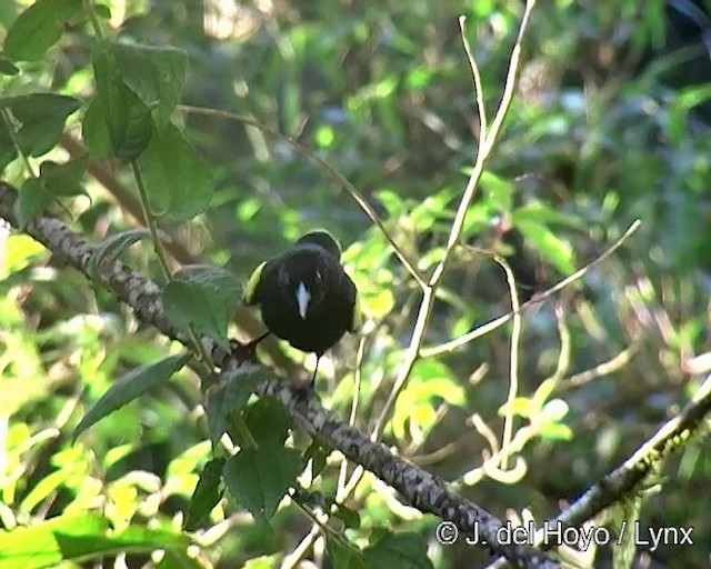 Golden-winged Cacique - ML201262161