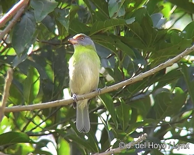 Rufous-browed Peppershrike (Ochre-crowned) - ML201262171