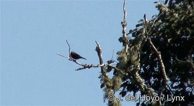 Negrita Canosa - ML201262221