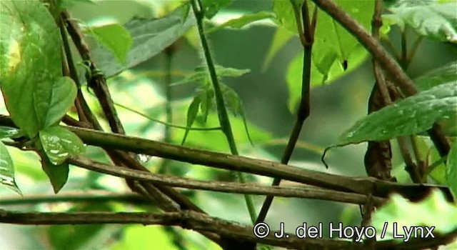 rødbrystastrild - ML201262231