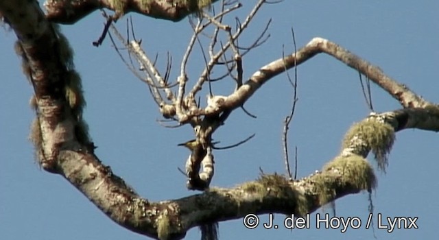 Brown-capped Weaver - ML201262241