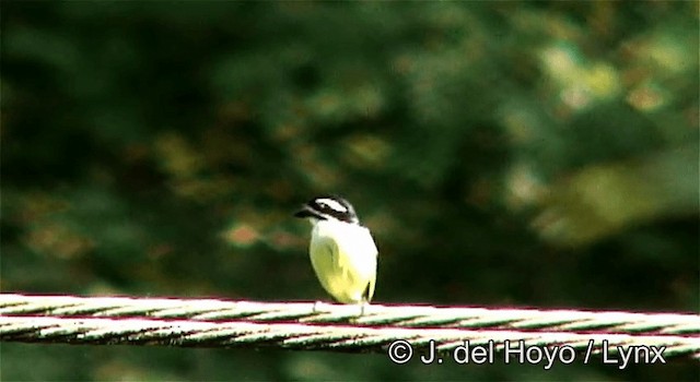 Küçük Maskeli Cüce Barbet - ML201262261