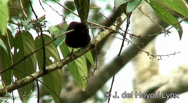 Red-headed Bluebill - ML201262271