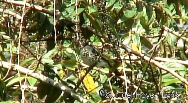 Gray-green Bushshrike - ML201262281