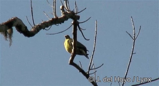 African Green-Pigeon (African) - ML201262301