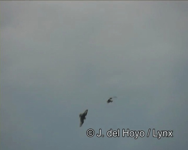 ינשוף שדות (דרום אמריקני) - ML201262341