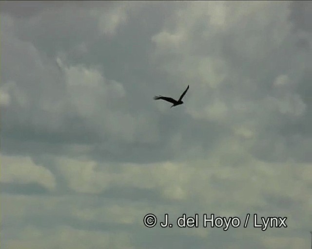 Long-winged Harrier - ML201262361