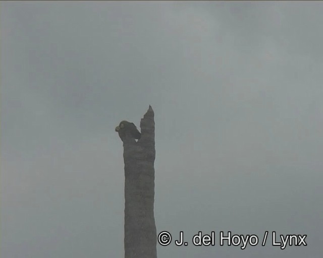 Red-bellied Macaw - ML201262411