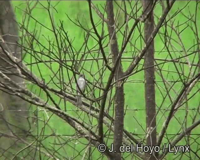 White-bellied Seedeater (Gray-backed) - ML201262451