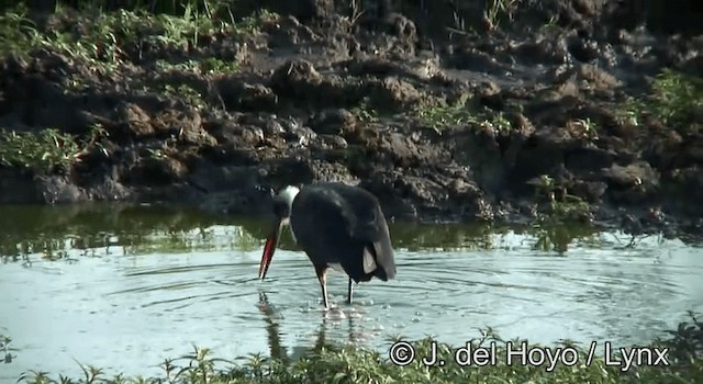 Afrika-Wollhalsstorch - ML201262511