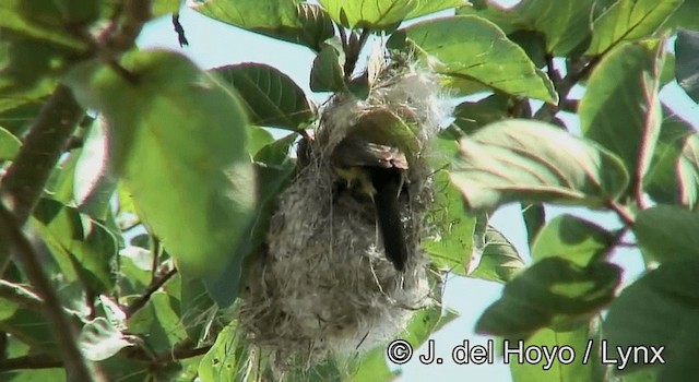 Bindennektarvogel - ML201262521