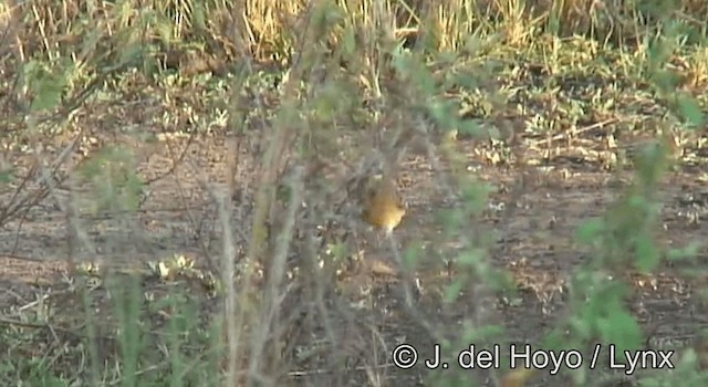 Golden-breasted Bunting - ML201262541