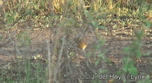 Golden-breasted Bunting - ML201262541