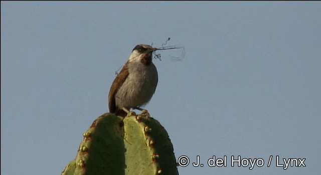 Gray-capped Warbler - ML201262551