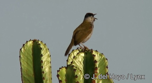 Gray-capped Warbler - ML201262561