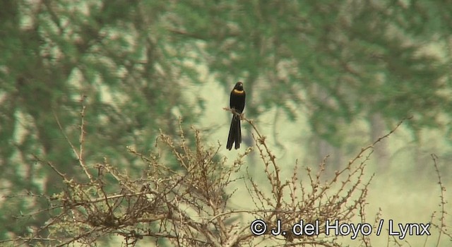 Red-collared Widowbird - ML201262571