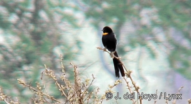 Red-collared Widowbird - ML201262581