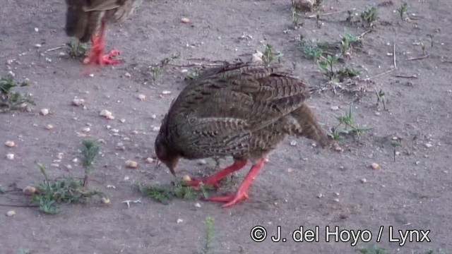 Red-necked Spurfowl (Cranch's) - ML201262601