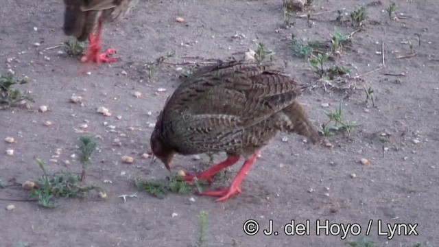 Francolin à gorge rouge (cranchii/harterti) - ML201262601