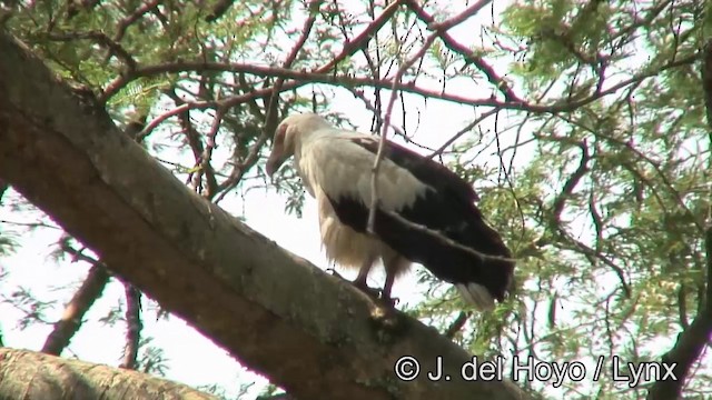 Palm-nut Vulture - ML201262621