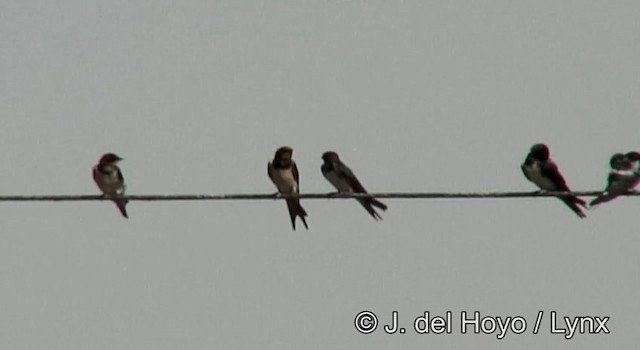 Barn Swallow (White-bellied) - ML201262631