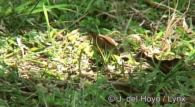 Red-billed Firefinch - ML201262641