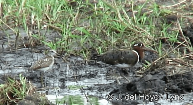 Greater Painted-Snipe - ML201262701