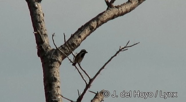 Spot-flanked Barbet - ML201262721