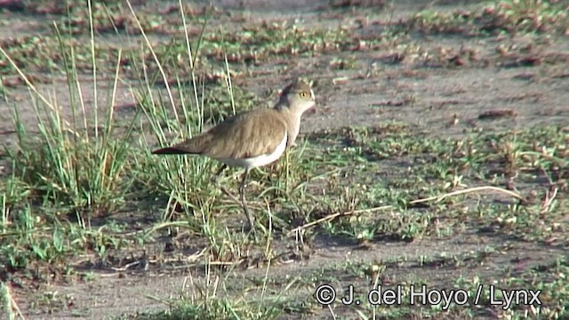 Senegal Lapwing - ML201262751