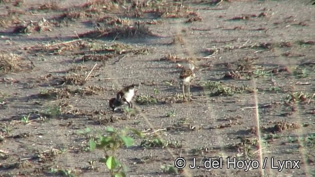 Senegal Lapwing - ML201262761