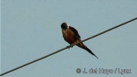 Hirondelle des mosquées - ML201262811