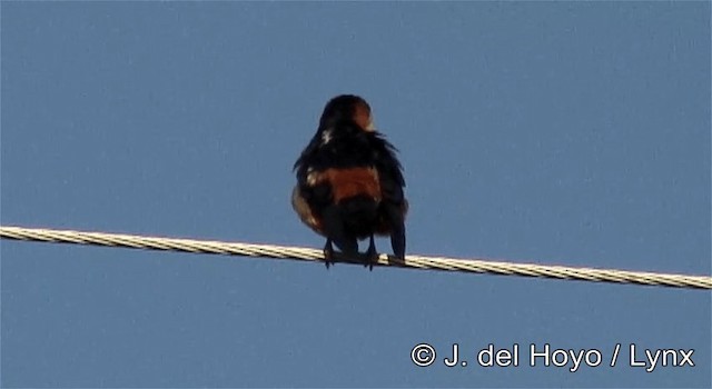 Mosque Swallow - ML201262821