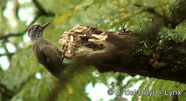 Speckle-breasted Woodpecker - ML201262841