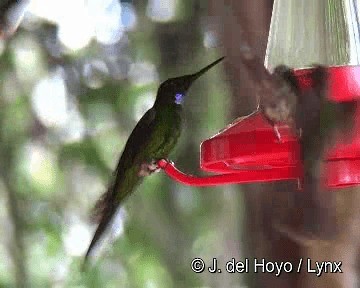 kolibřík císařský - ML201262891