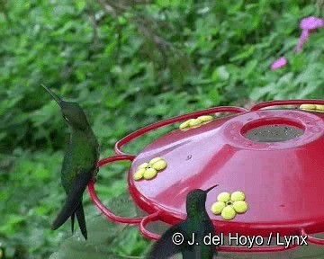 Grünstirn-Brillantkolibri - ML201263071