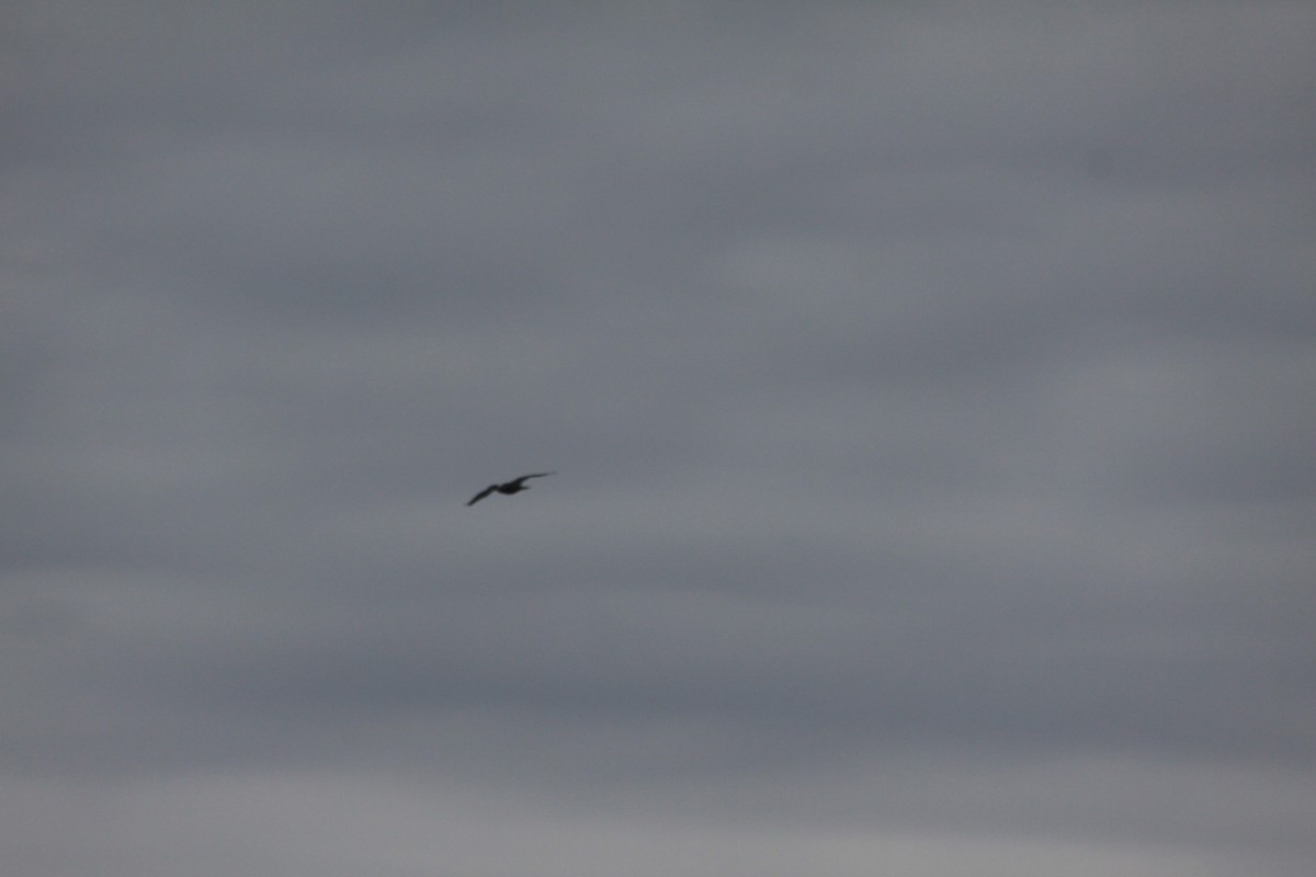 Double-crested Cormorant - Sandy C