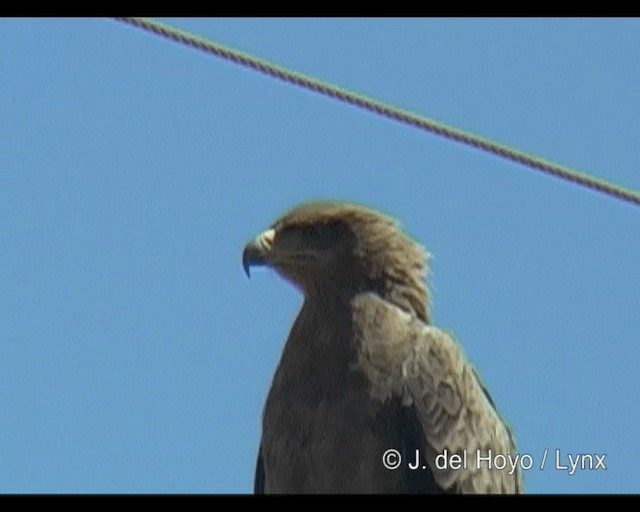 ソウゲンワシ - ML201263121
