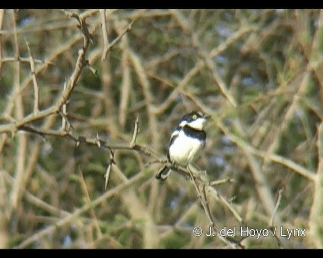 Western Black-headed Batis - ML201263131